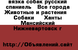 вязка собак русский спаниель - Все города Животные и растения » Собаки   . Ханты-Мансийский,Нижневартовск г.